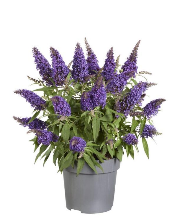 thumbnail_6000-4492.jpg Buddleja Candy 'Little Purple' - Vlinderstruik