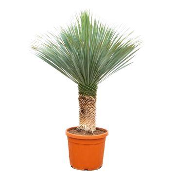 Yucca Rostrata