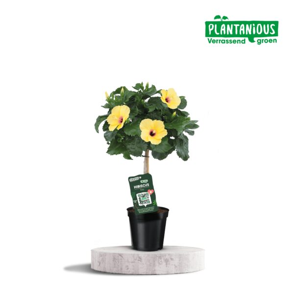 thumbnail_6000-4577.jpg Hibiscus Rosa-sinensis Geel