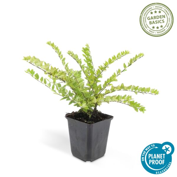 Lonicera nitida 'Maigrün' | 12 stuks