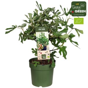 Ficus Carica 'Little Miss Figgy'