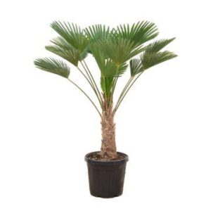 Trachycarpus wagnerianus