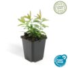Hypericum calycinum | 20 stuks