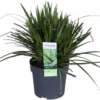 Carex morrowii 'Ice Dance | 3 stuks