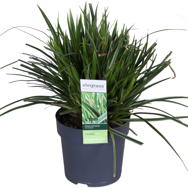 Carex morrowii 'Ice Dance | 3 stuks
