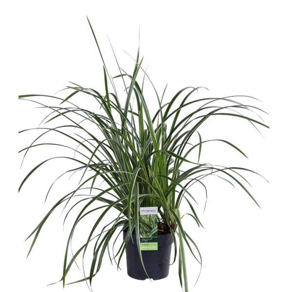 Carex morrowii 'Ice Dance | 3 stuks