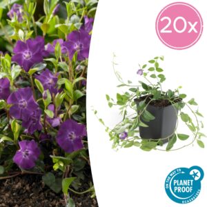 Vinca minor 'Atropurpurea' | 20 stuks