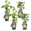 Rubus twotimer Mix | 4 stuks