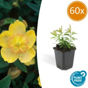 Hypericum calycinum | 60 stuks