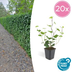 Hedera Hibernica | 20 stuks