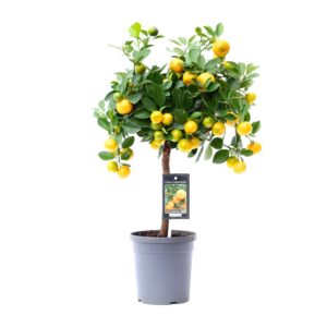 Citrus Calamondin