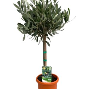 Olea Europaea op stam