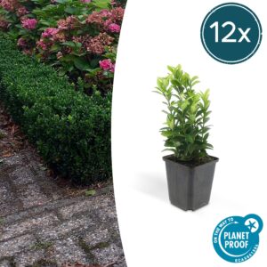 Euonymus jap. Green Spire | 12 stuks