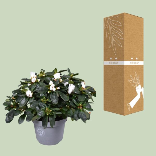 Azalea Witte Vogel