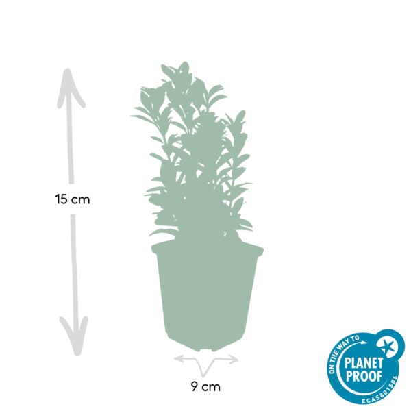 thumbnail_6000-543.jpg Euonymus japonicus 'Green Spire' | 20 stuks
