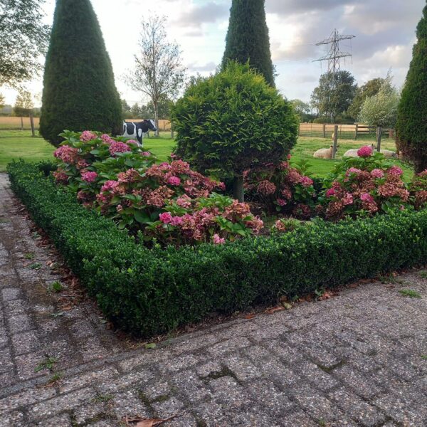 thumbnail_6000-545.jpg Euonymus japonicus 'Green Spire' | 20 stuks