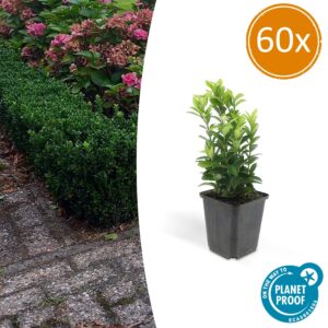 Euonymus jap. Green Spire | 60 stuks