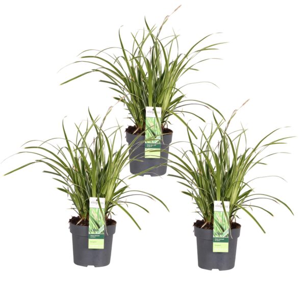 Carex morrowii 'Ice Dance | 3 stuks