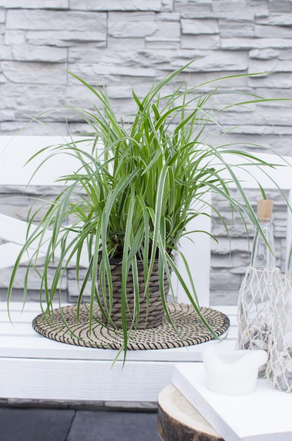Carex morrowii 'Ice Dance | 3 stuks