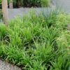 Carex morrowii 'Ice Dance | 3 stuks