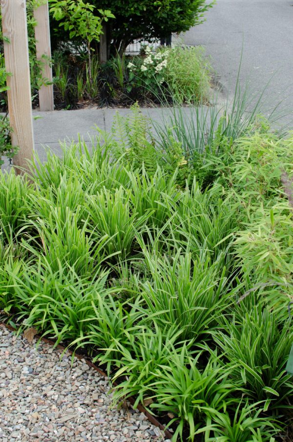 Carex morrowii 'Ice Dance | 3 stuks