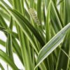 Carex morrowii 'Ice Dance | 3 stuks