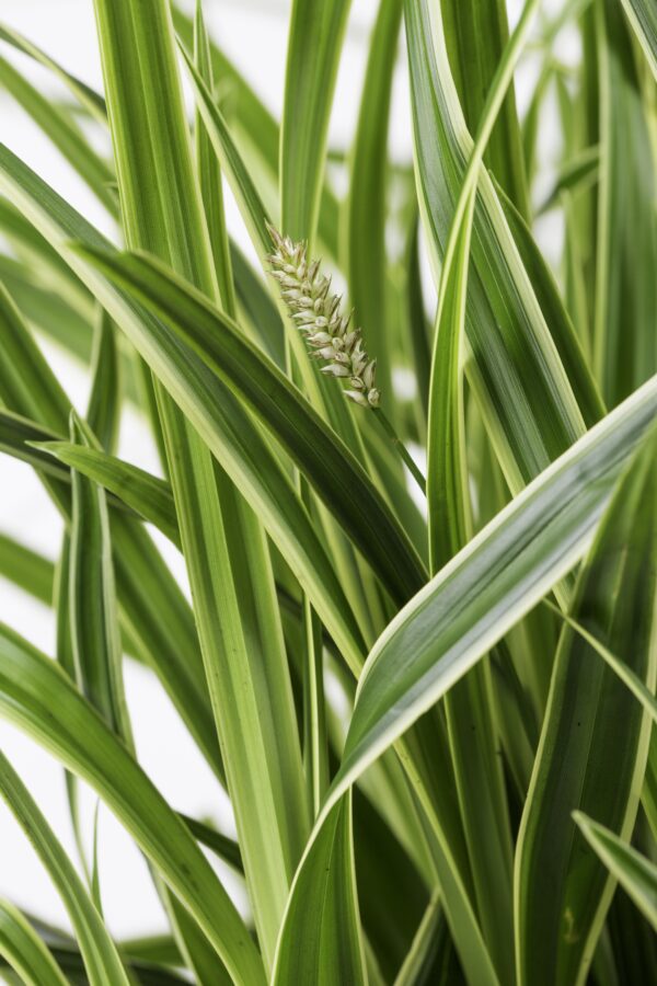 Carex morrowii 'Ice Dance | 3 stuks