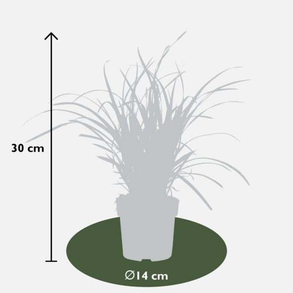Carex morrowii 'Ice Dance | 3 stuks