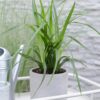 Carex mix | 5 stuks
