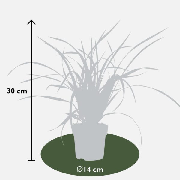 Carex mix | 5 stuks