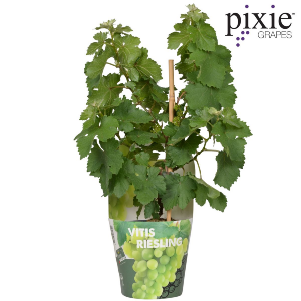 Vitis Pixie 'Riesling'