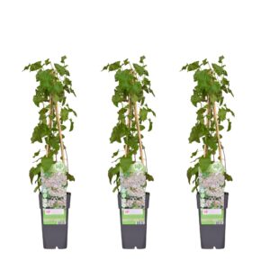Fallopia baldschuanica | 3 stuks