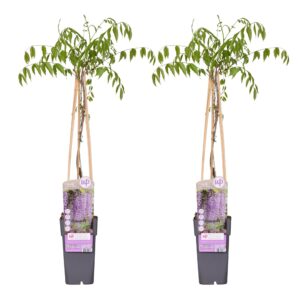 Wisteria floribunda 'Naga Noda'