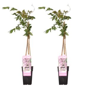 Wisteria floribunda 'Rosea' | 2 stuks