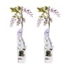 Wisteria sinensis 'Caroline' | 2 stuks
