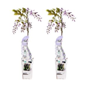 Wisteria sinensis 'Caroline' | 2 stuks