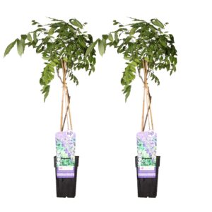 Wisteria sinensis 'Prolific' | 2 stuks