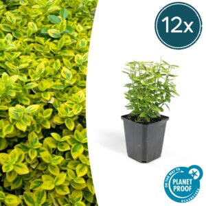 Euonymus fort. 'Emerald 'n Gold’ | 12 stuks