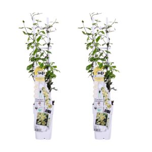 Trachelospermum 'Star of Toscana' | 2 stuks