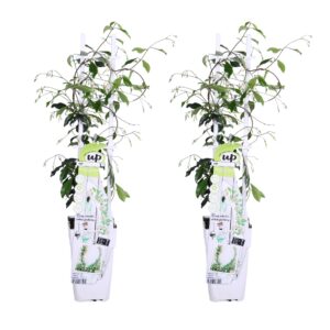 thumbnail_6000-5658.jpg Trachelospermum 'Star of Venice' | 2 stuks