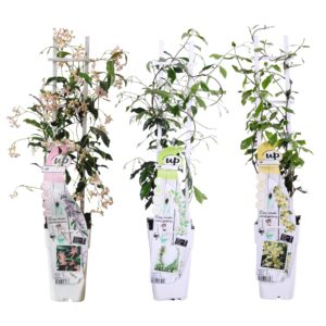 thumbnail_6000-5663.jpg Trachelospermum mix | 3 stuks