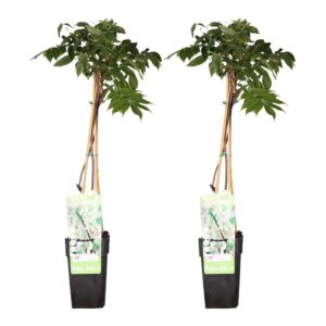 Wisteria floribunda 'Longissima Alba' | 2 stuks