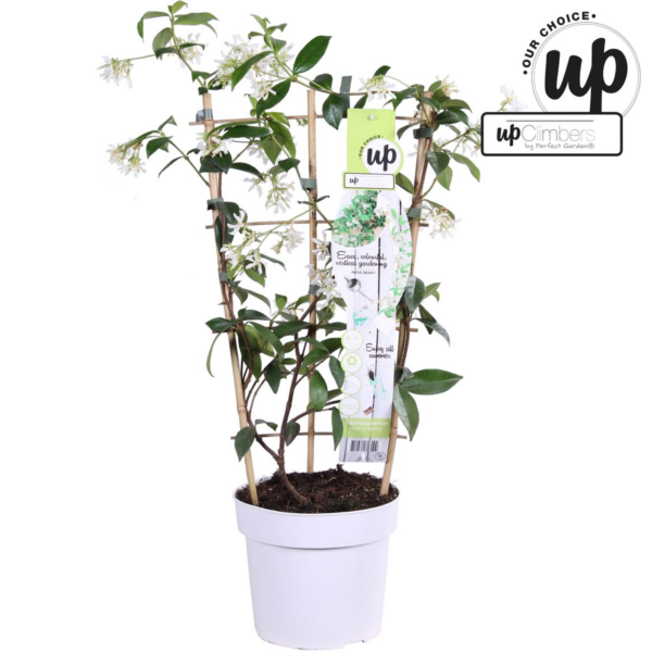thumbnail_6000-568.png Trachelospermum 'Star of Venice' - Toscaanse Jasmijn Wit