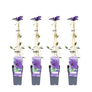 Clematis 'The President' Paars - Bosrank | 4 stuks