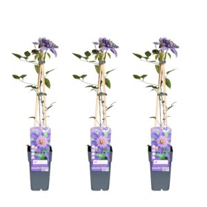 Clematis Multi Blue | 3 stuks
