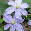 Clematis Justa | 3 stuks