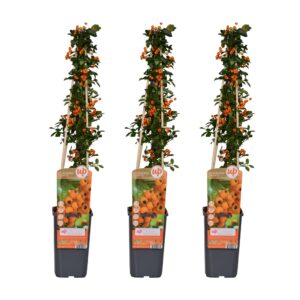 Pyracantha 'Soleil d'Or' | 3 stuks