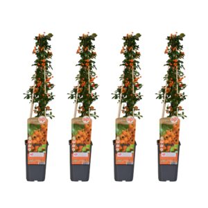 Pyracantha 'Soleil dOr' | 4 stuks