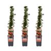 Pyracantha 'Orange Glow' | 3 stuks