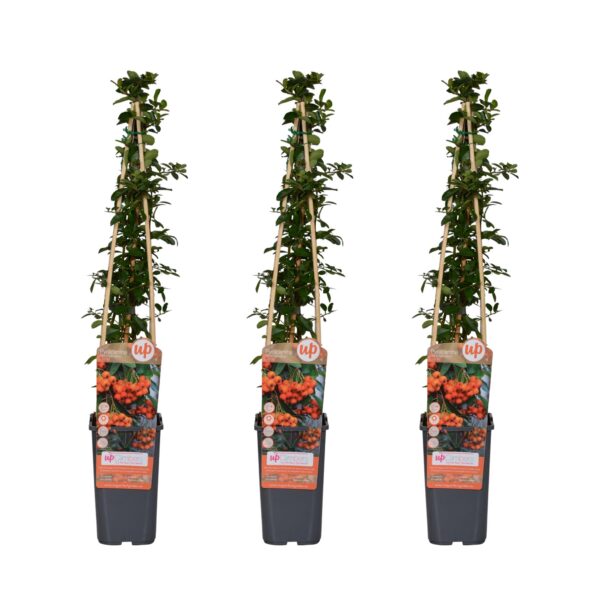 Pyracantha 'Orange Glow' | 3 stuks